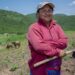 Más de 1.1 millones de personas indígenas y afromexicanas reciben apoyos de Producción para el Bienestar