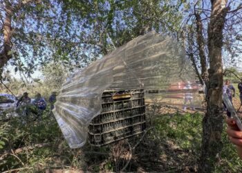 Refuerza Senasica estrategia de contención en Sonora tras detección de caso de gusano barrenador