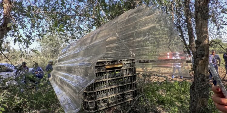 Refuerza Senasica estrategia de contención en Sonora tras detección de caso de gusano barrenador