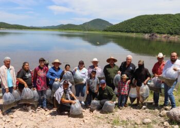 Gobierno de Sinaloa siembra 1.5 millones de alevines de tilapia en la Presa El Sabinal