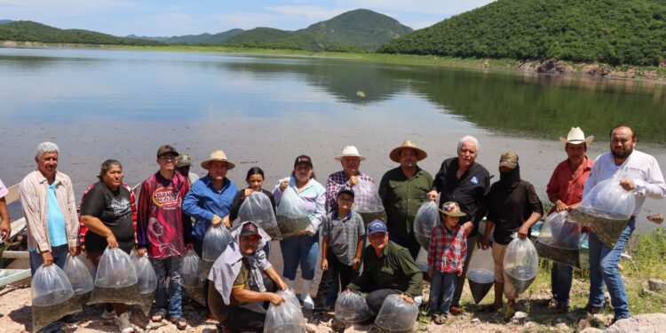 Gobierno de Sinaloa siembra 1.5 millones de alevines de tilapia en la Presa El Sabinal