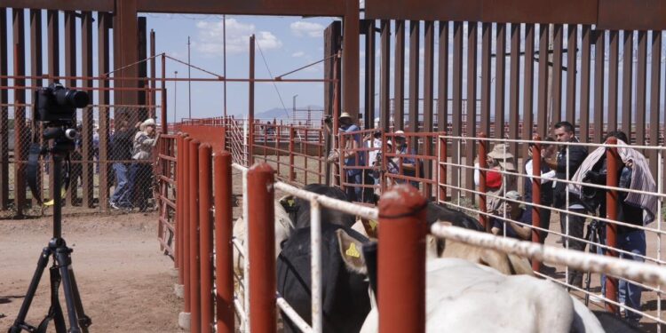 El gobernador Durazo y la presidenta Claudia Sheinbaum refuerzan acciones ante reapertura de la frontera; dispersan 7 millones de moscas estériles contra el gusano barrenador