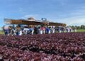 Guanajuato fortalece su liderazgo nacional en producción de lechuga