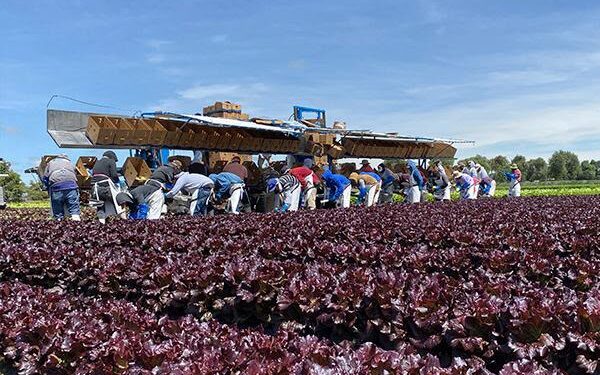 Guanajuato fortalece su liderazgo nacional en producción de lechuga
