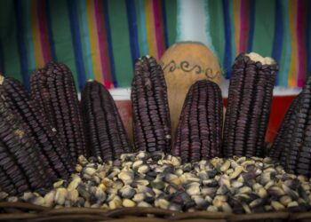 Sembrando Vida abre nuevos canales de comercialización para el maíz criollo en Veracruz