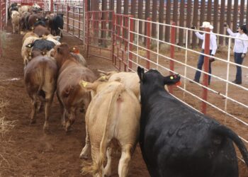 Se reanudará la exportación de ganado desde San Jerónimo, Chihuahua, a Estados Unidos