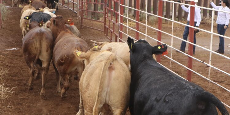 Se reanudará la exportación de ganado desde San Jerónimo, Chihuahua, a Estados Unidos