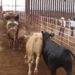 Se reanudará la exportación de ganado desde San Jerónimo, Chihuahua, a Estados Unidos