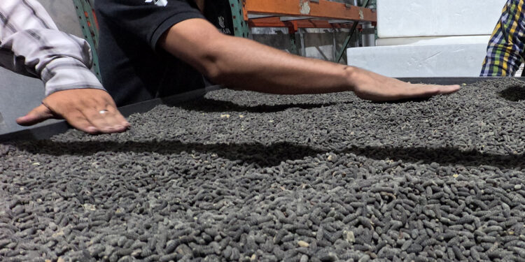 AGRICULTURA, gobiernos estatales y ganaderos refuerzan acciones contra el GBG en Chihuahua y Sonora