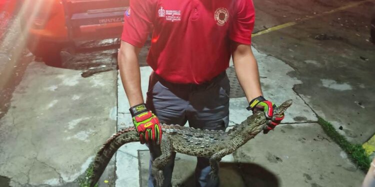 Alerta UEPC Colima por presencia de cocodrilos en playas de Manzanillo; pide reportar de inmediato