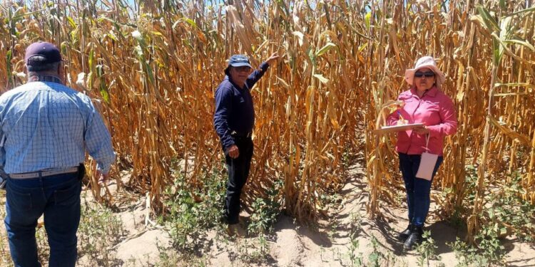 Gobierno estatal mantiene atención a productores afectados por sequía