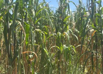 Presupuesto al campo en 2027 no reactiva la producción de granos básicos; alienta la importación de maíz, el abandono de tierras y alza en precio de tortilla y alimentos: UNTA