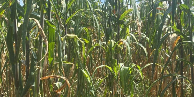 Presupuesto al campo en 2027 no reactiva la producción de granos básicos; alienta la importación de maíz, el abandono de tierras y alza en precio de tortilla y alimentos: UNTA