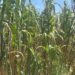 Presupuesto al campo en 2027 no reactiva la producción de granos básicos; alienta la importación de maíz, el abandono de tierras y alza en precio de tortilla y alimentos: UNTA