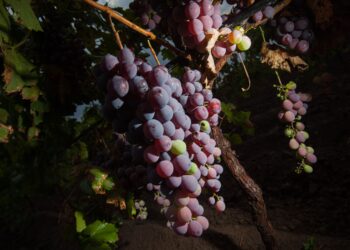 Crece 3.85% anual la producción de uva para vino en México: AGRICULTURA