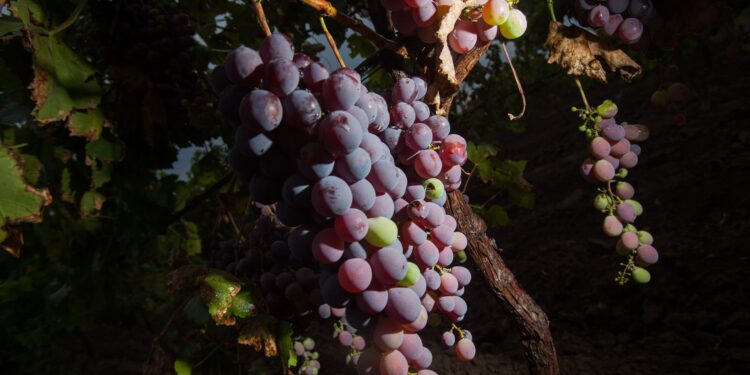 Crece 3.85% anual la producción de uva para vino en México: AGRICULTURA