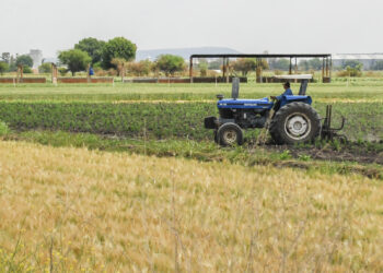 Cumple AGRICULTURA en tiempo y forma con los apoyos al maíz blanco en Michoacán y Guanajuato