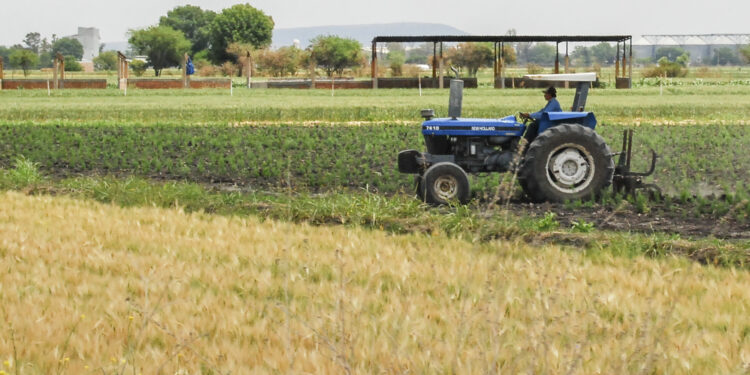 Cumple AGRICULTURA en tiempo y forma con los apoyos al maíz blanco en Michoacán y Guanajuato