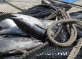 En octubre inicia la pesca de camarón en el océano Pacífico y el Golfo de México