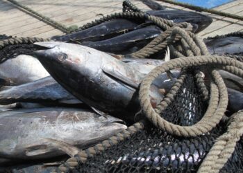 En octubre inicia la pesca de camarón en el océano Pacífico y el Golfo de México