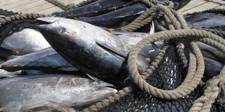 En octubre inicia la pesca de camarón en el océano Pacífico y el Golfo de México