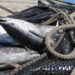 En octubre inicia la pesca de camarón en el océano Pacífico y el Golfo de México