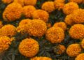 Xochimilco y Tláhuac, los motores de la producción de cempasúchil en la Ciudad de México: AGRICULTURA
