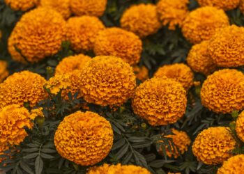 Xochimilco y Tláhuac, los motores de la producción de cempasúchil en la Ciudad de México: AGRICULTURA