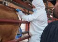 Descarta AGRICULTURA fiebre aftosa en bovino en Agua Prieta, Sonora