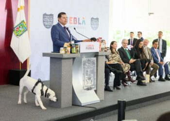 Puebla, ejemplo internacional de protección con la ciudad de los seres sintientes: Alejandro Armenta
