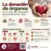 Salud Colima promueve la donación de órganos; una sola persona donante puede salvar hasta 8 vidas
